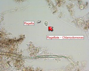 Flagellate - Chlamydomonas