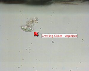 Crawling Ciliate – Aspidisca