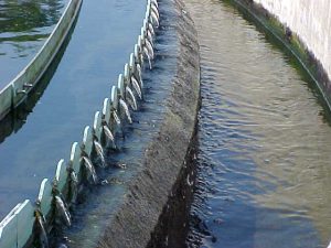 Clear water overflowing from a clarifier to the UV system.