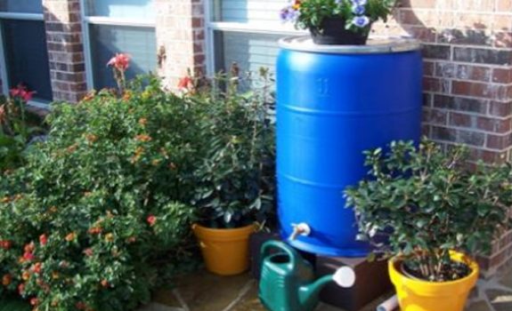 picture of a blue, 55-gallon barrel that was converted into a rain barrel. There are flowers in pots located on top of and around the barrel. there are also pictures of red roses planted in the ground next to the barrel. The barrel is up against a brick house.