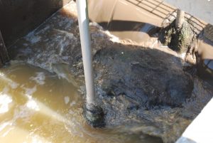 Photo 5 – Splitter box near Clarifier with rag material. Strands of material collect on gate stems, building up until flow is completely blocked.