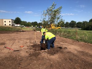 Two Township workers wearing safety green shirts and blue jeans planting a white river birch tree inside of a rain garden.